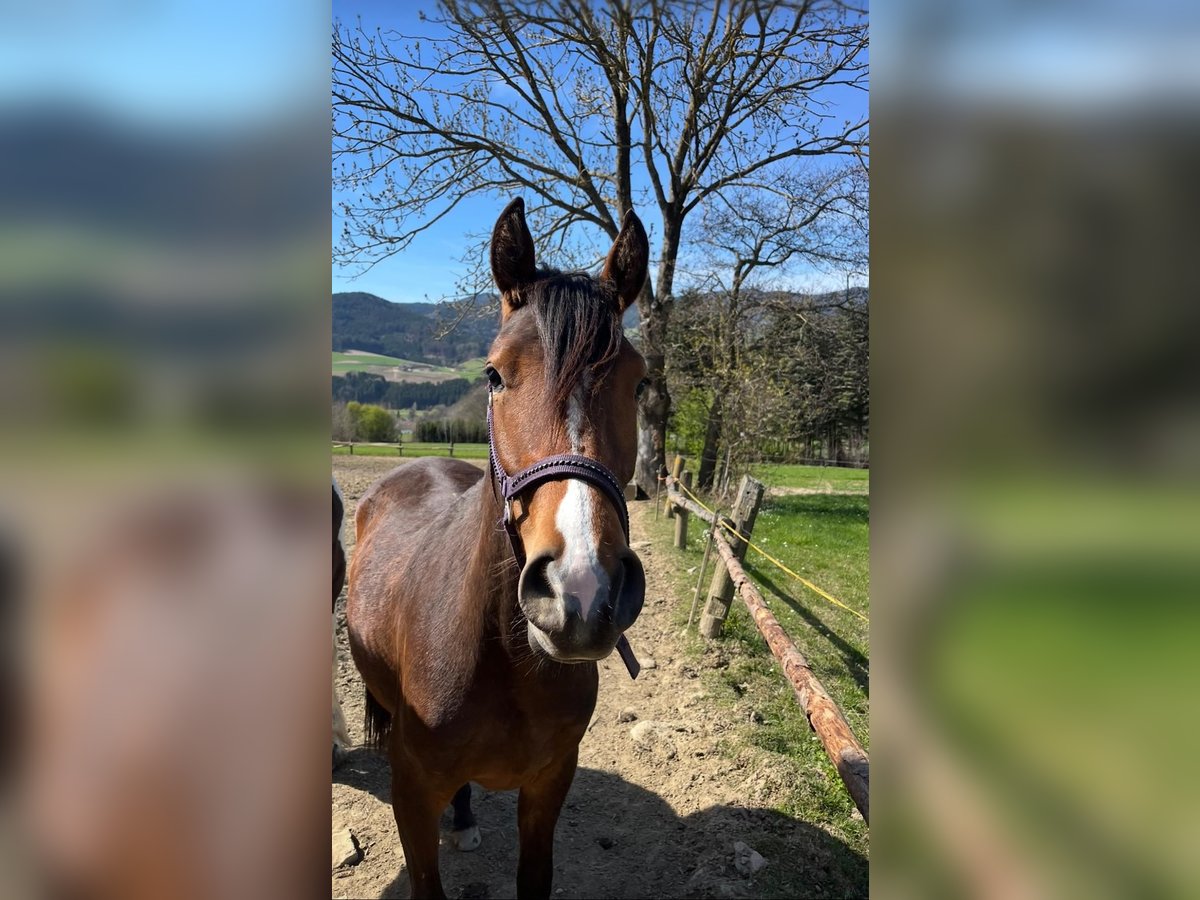 Connemara Mix Mare 2 years 14,1 hh in Kapelleramt
