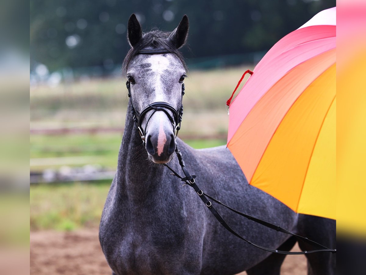 Connemara Mare 2 years 14,3 hh Grey-Blue-Tan in uelsen