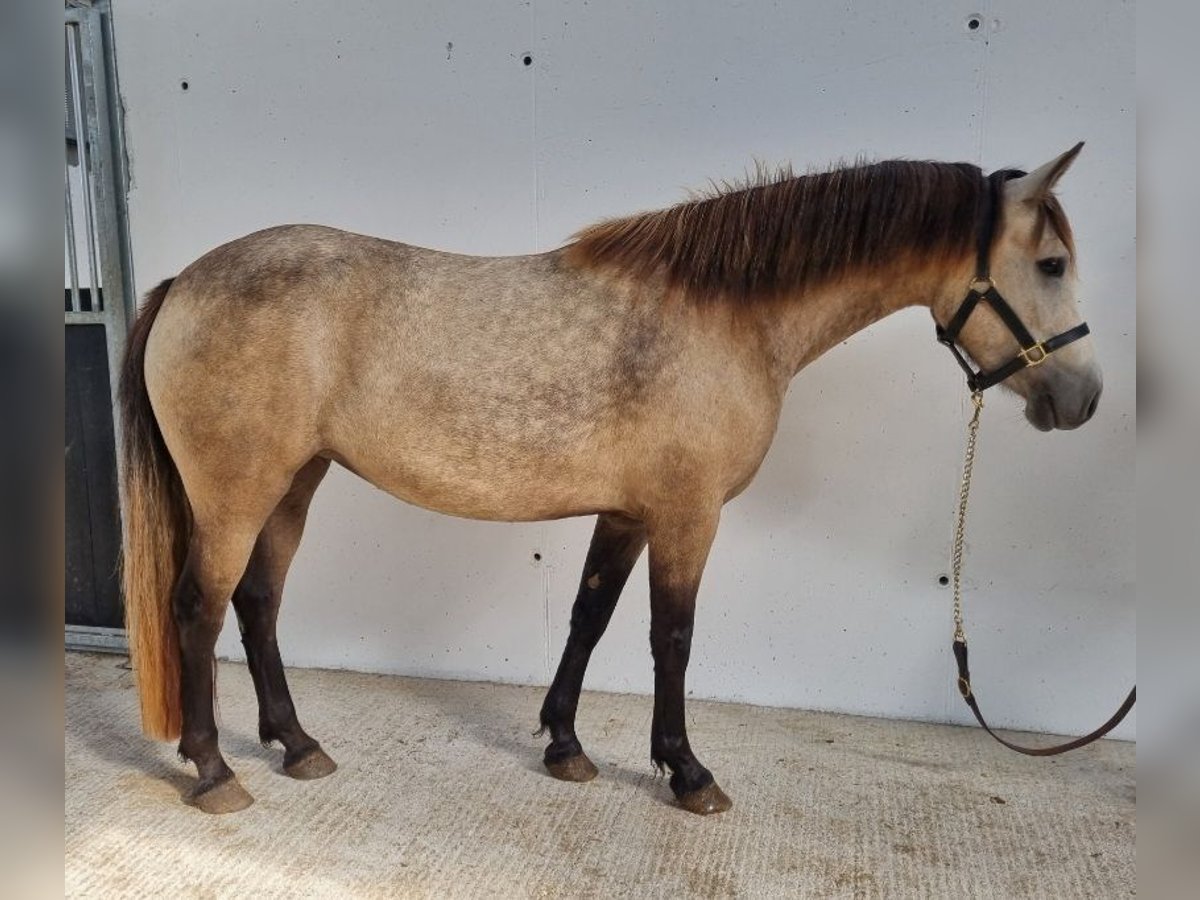 Connemara Mare 3 years 13,3 hh Buckskin in Offaly