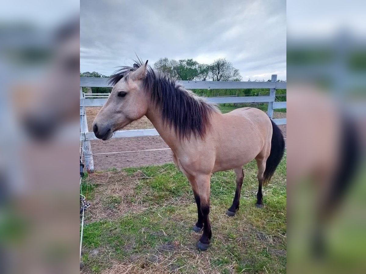 Connemara Mare 3 years 13,1 hh Buckskin in Prochowice