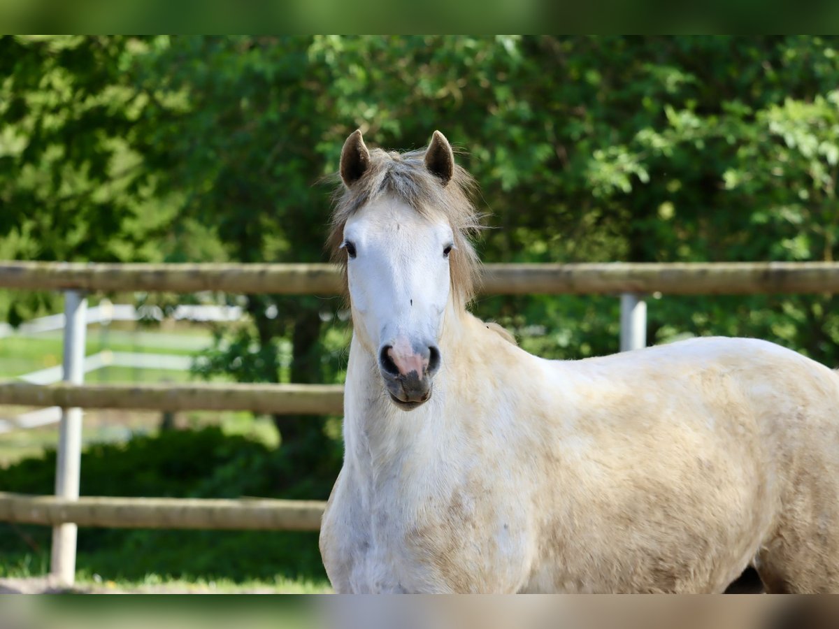 Connemara Mare 3 years 14,2 hh Gray in Greding