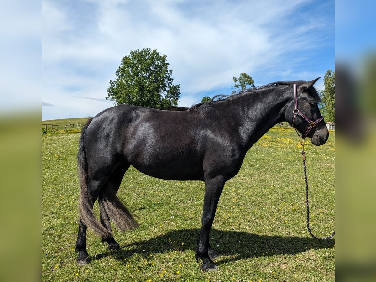 Connemara Mare 3 years 14,2 hh Gray in Gragnague