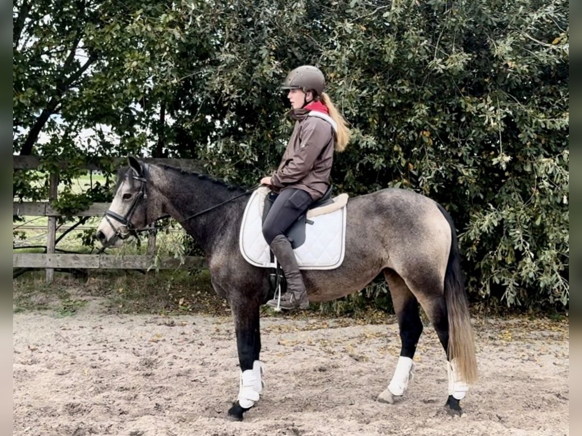 Connemara Mare 3 years 14,1 hh Buckskin in Barneveld