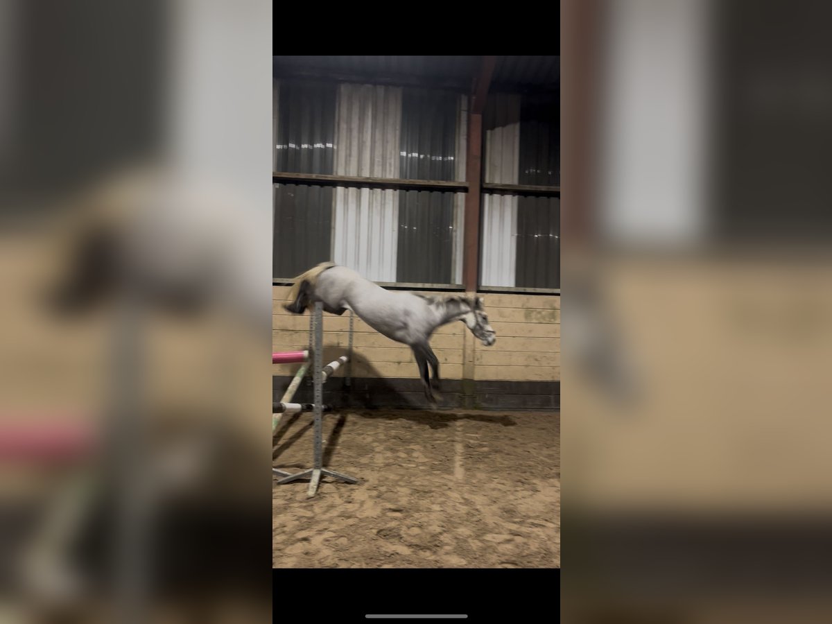 Connemara Mare 3 years 14,1 hh Grey in Tipperary