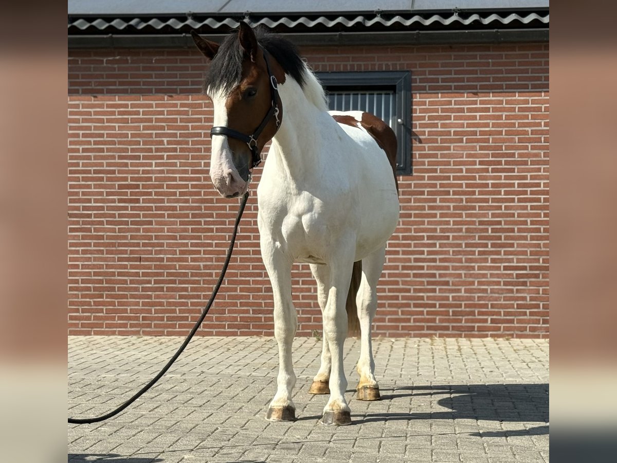 Connemara Mix Mare 3 years 14,1 hh Pinto in Zieuwent