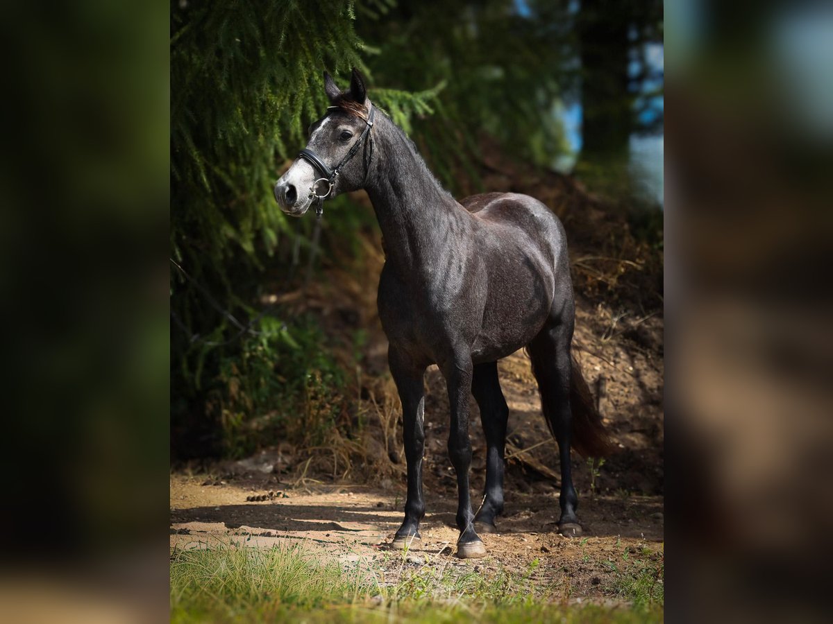 Connemara Mare 3 years 14,2 hh Grey-Dark-Tan in uelsen