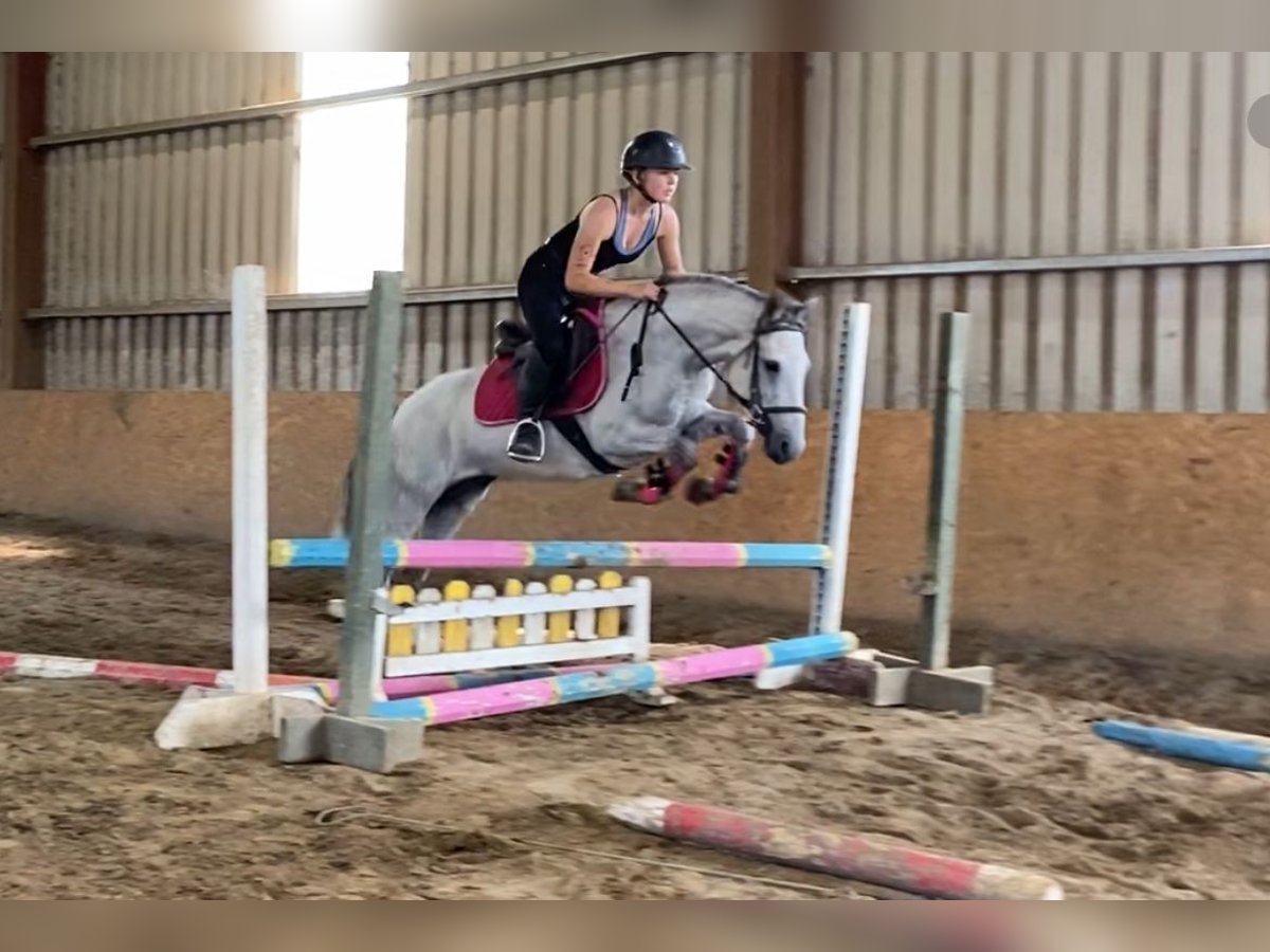 Connemara Mare 4 years 13,2 hh Grey in Sligo