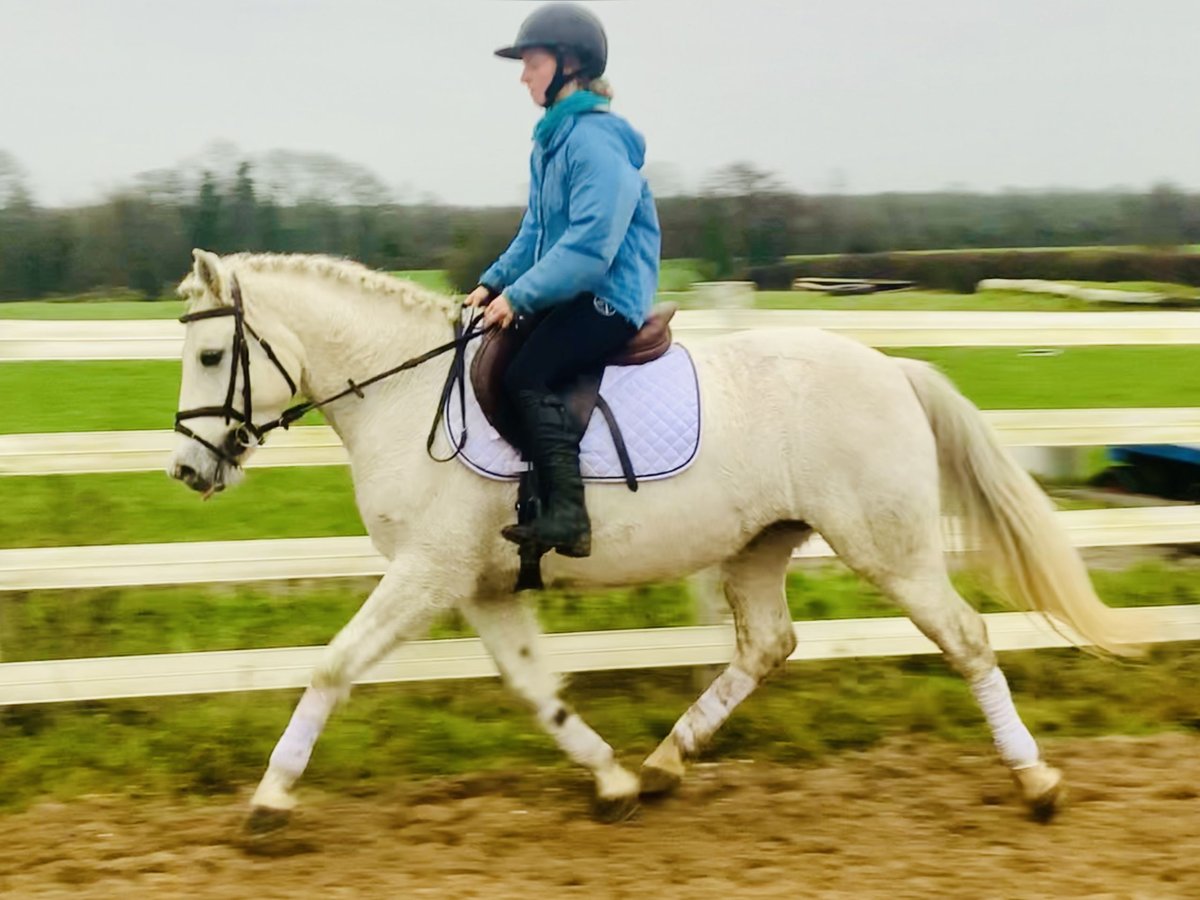 Connemara Mare 4 years 14,1 hh Gray in Mountrath