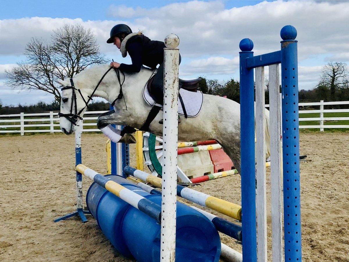 Connemara Mare 4 years 14,2 hh Gray in Mountrath