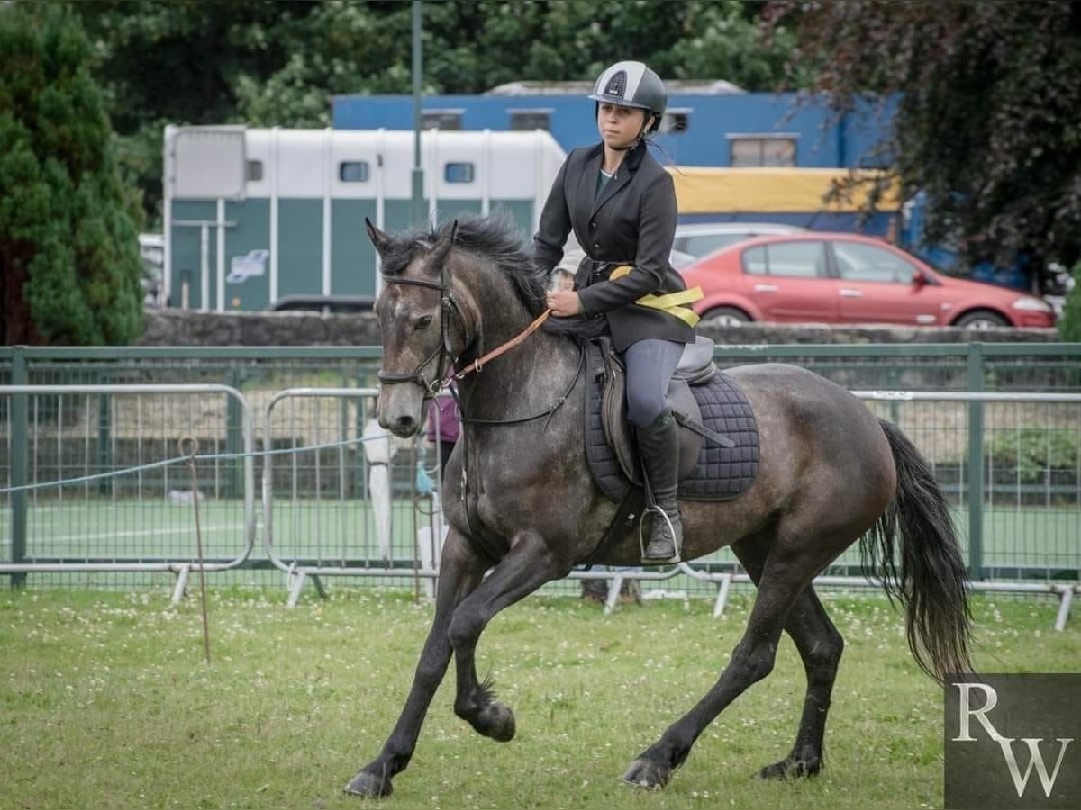 Connemara Mare 4 years 14,2 hh Gray in Silgo