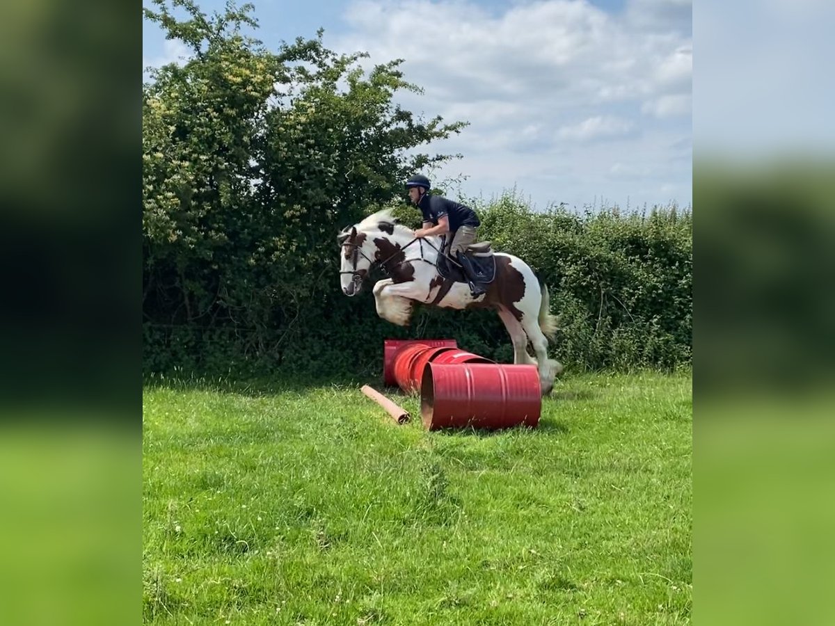 Connemara Mare 4 years 14 hh Bay in Westmeath