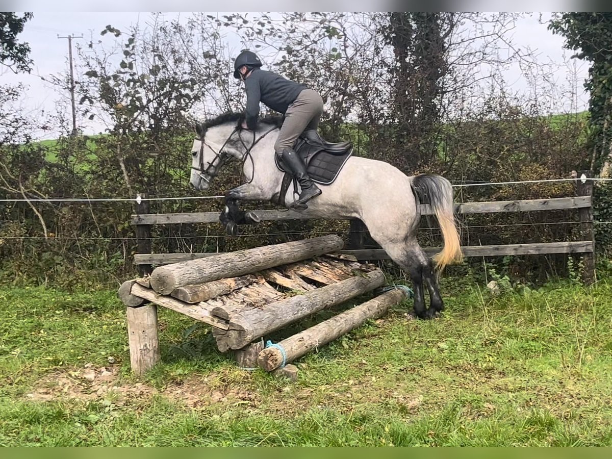 Connemara Mare 4 years 14,1 hh Grey-Dapple in Morsbach