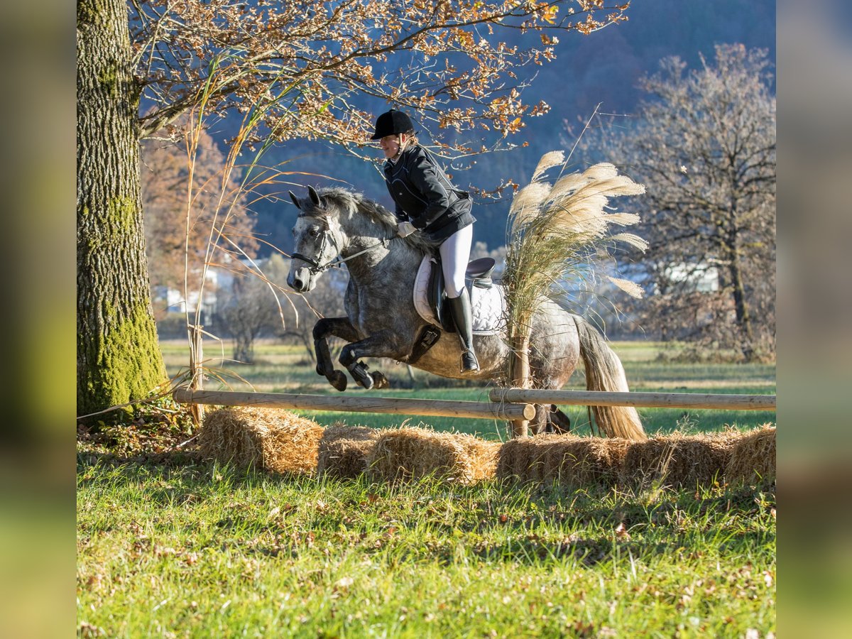 Connemara Mare 4 years 14,1 hh Grey in Kirchbichl
