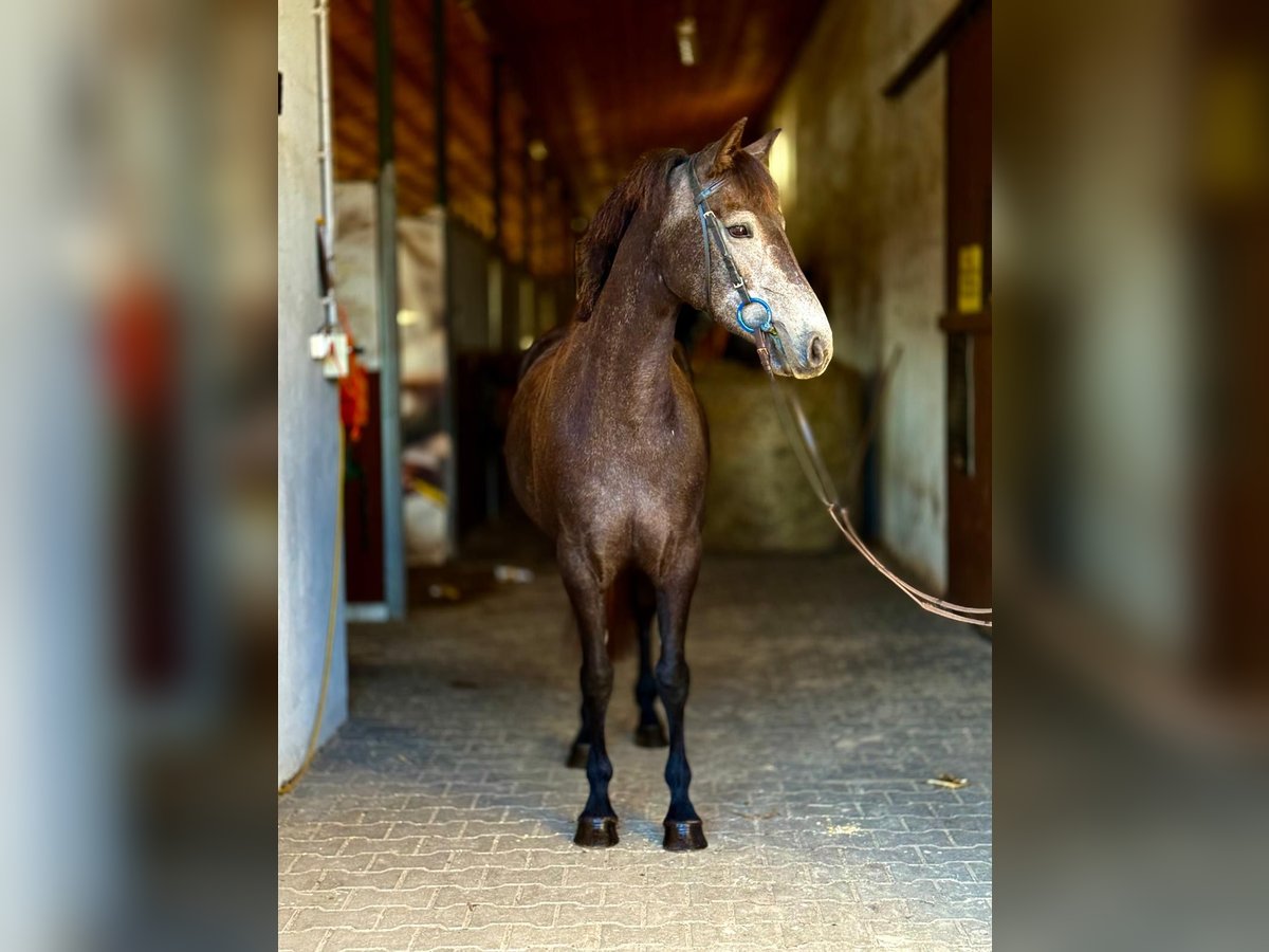Connemara Mare 4 years 14,1 hh Grey in Szymanowo