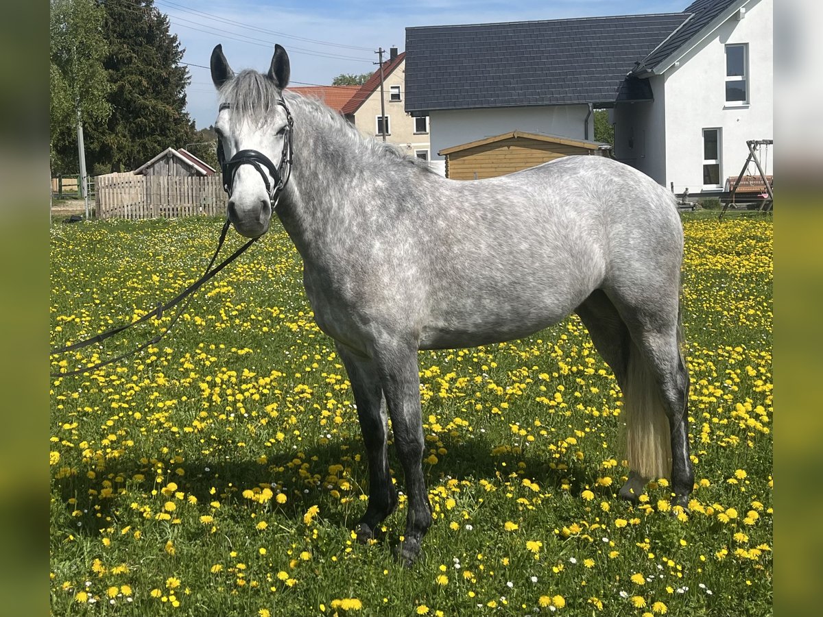 Connemara Mare 4 years 14,1 hh White in Lonsee