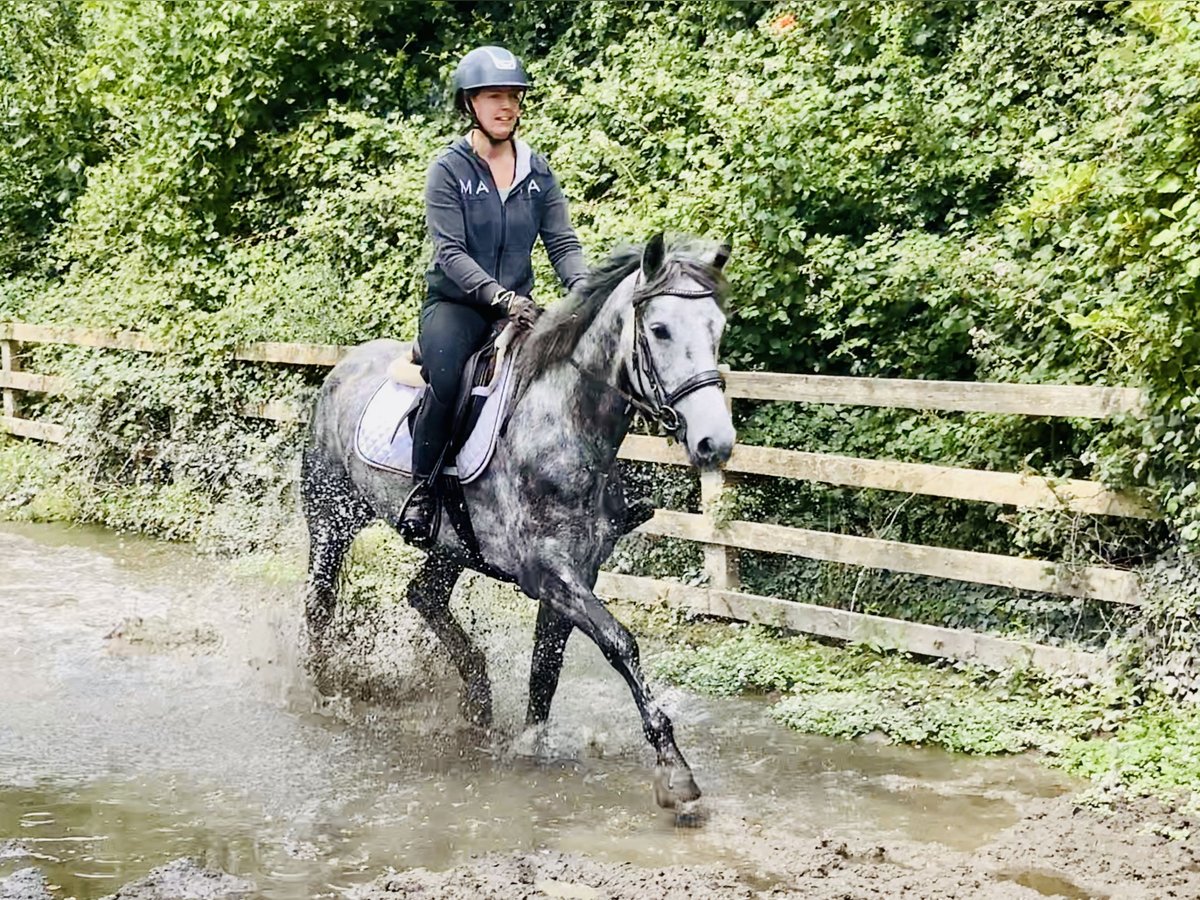 Connemara Mare 4 years 14,3 hh Gray-Dapple in Mountrath