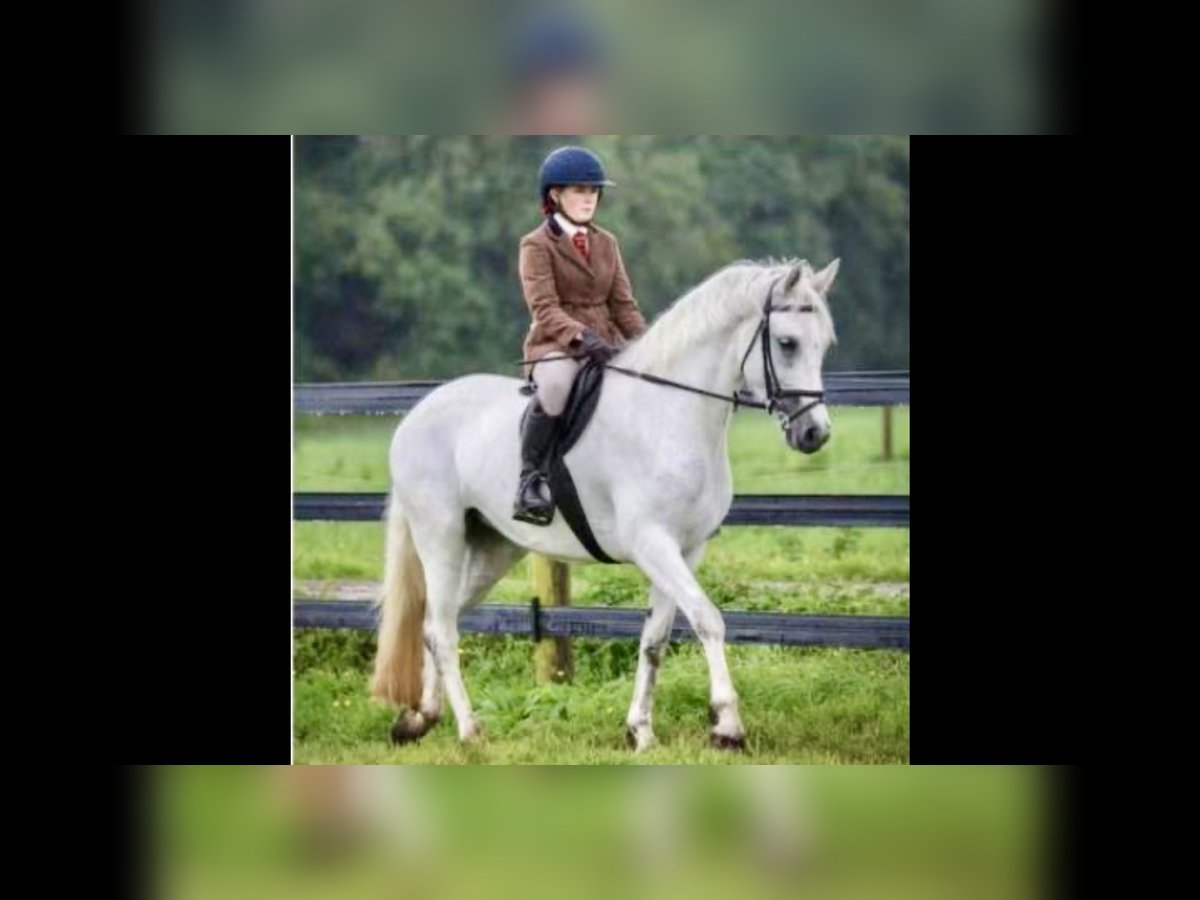 Connemara Mare 4 years 14,3 hh Grey in Mountrath Connemara Mare 4 years 14,3 hh Grey in Mountrath