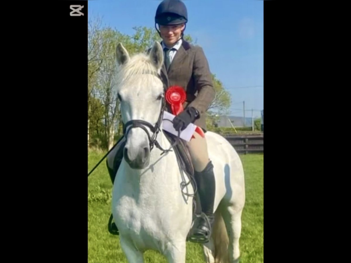 Connemara Mare 4 years 14,3 hh Grey in Mountrath