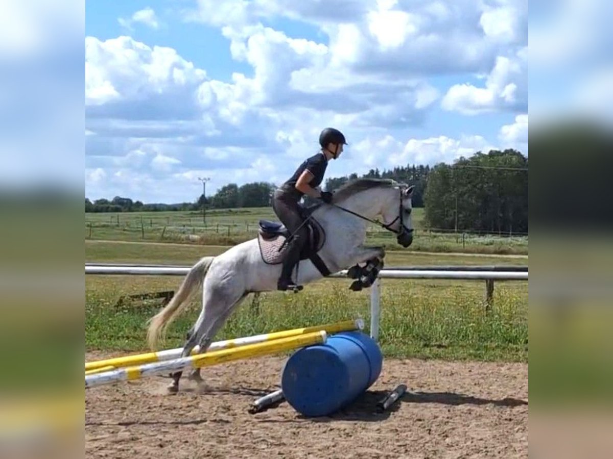 Connemara Mare 5 years 13,3 hh Gray in Straskov 32