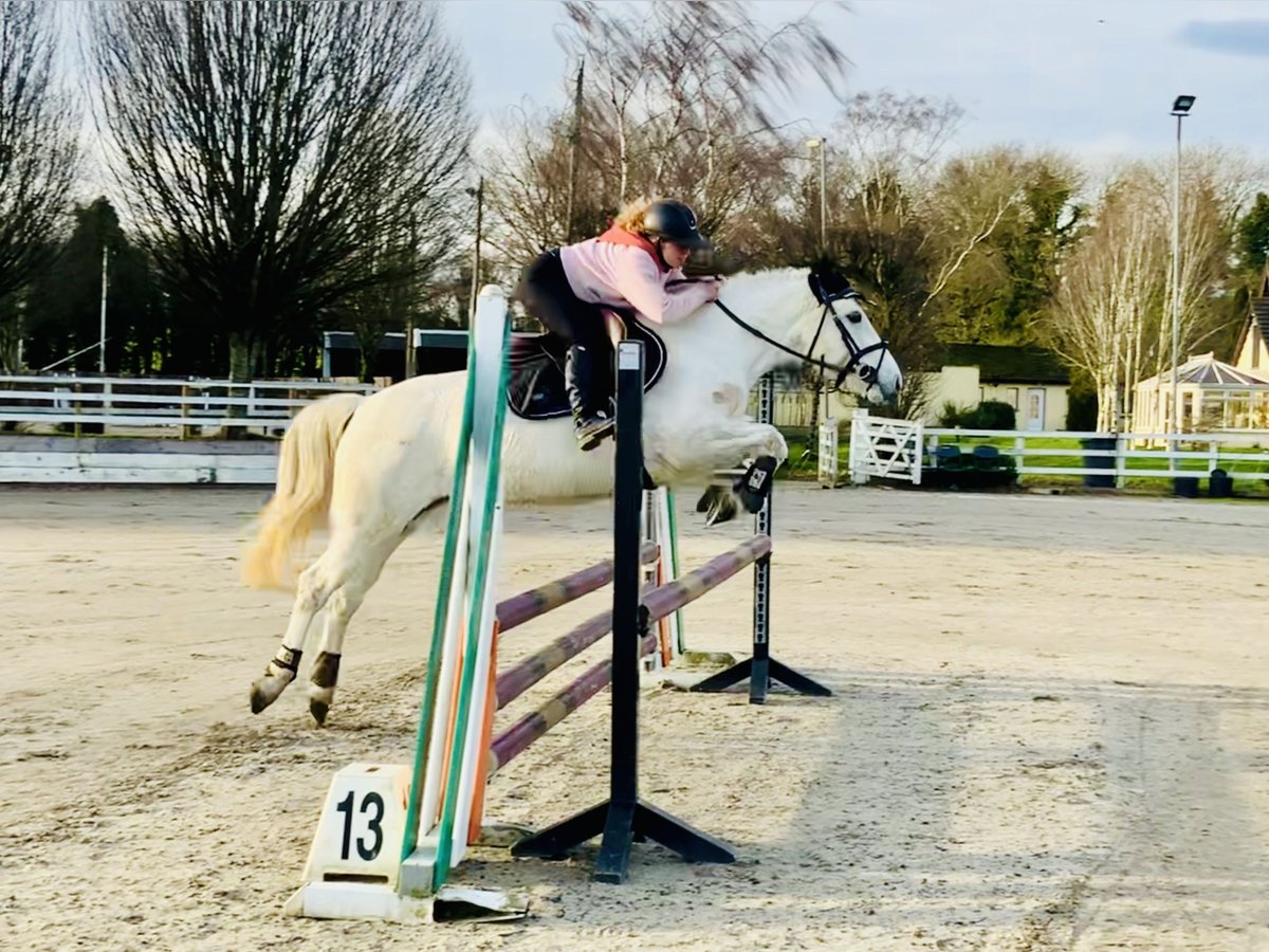 Connemara Mare 5 years 14,1 hh Gray in Mountrath