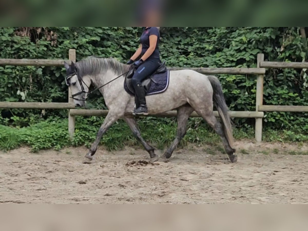 Connemara Mare 5 years 14,2 hh Gray-Dapple in Nettetal