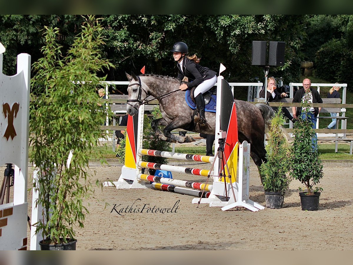 Connemara Mare 5 years 14,2 hh Gray-Dapple in Löningen