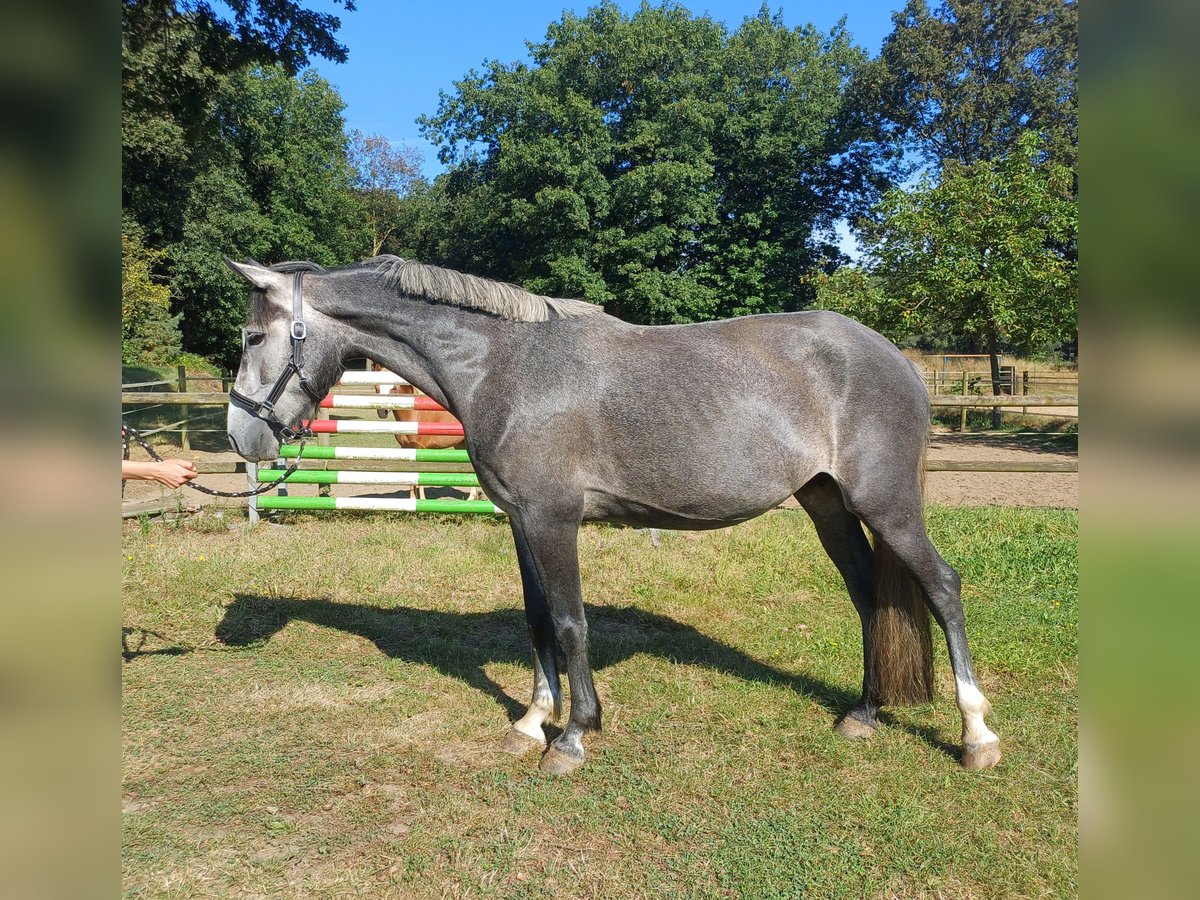 Connemara Mare 5 years 14,3 hh Gray in Venlo