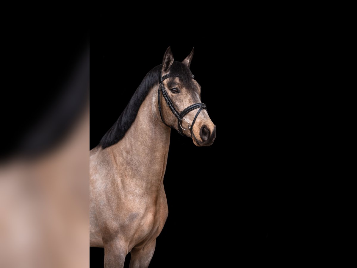 Connemara Mare 5 years 14 hh Buckskin in AukrugAukrug