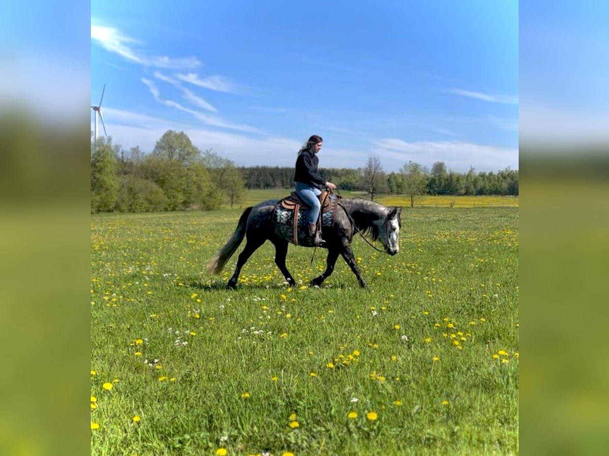 Connemara Mare 5 years 14 hh Can be white in Ulrichstein