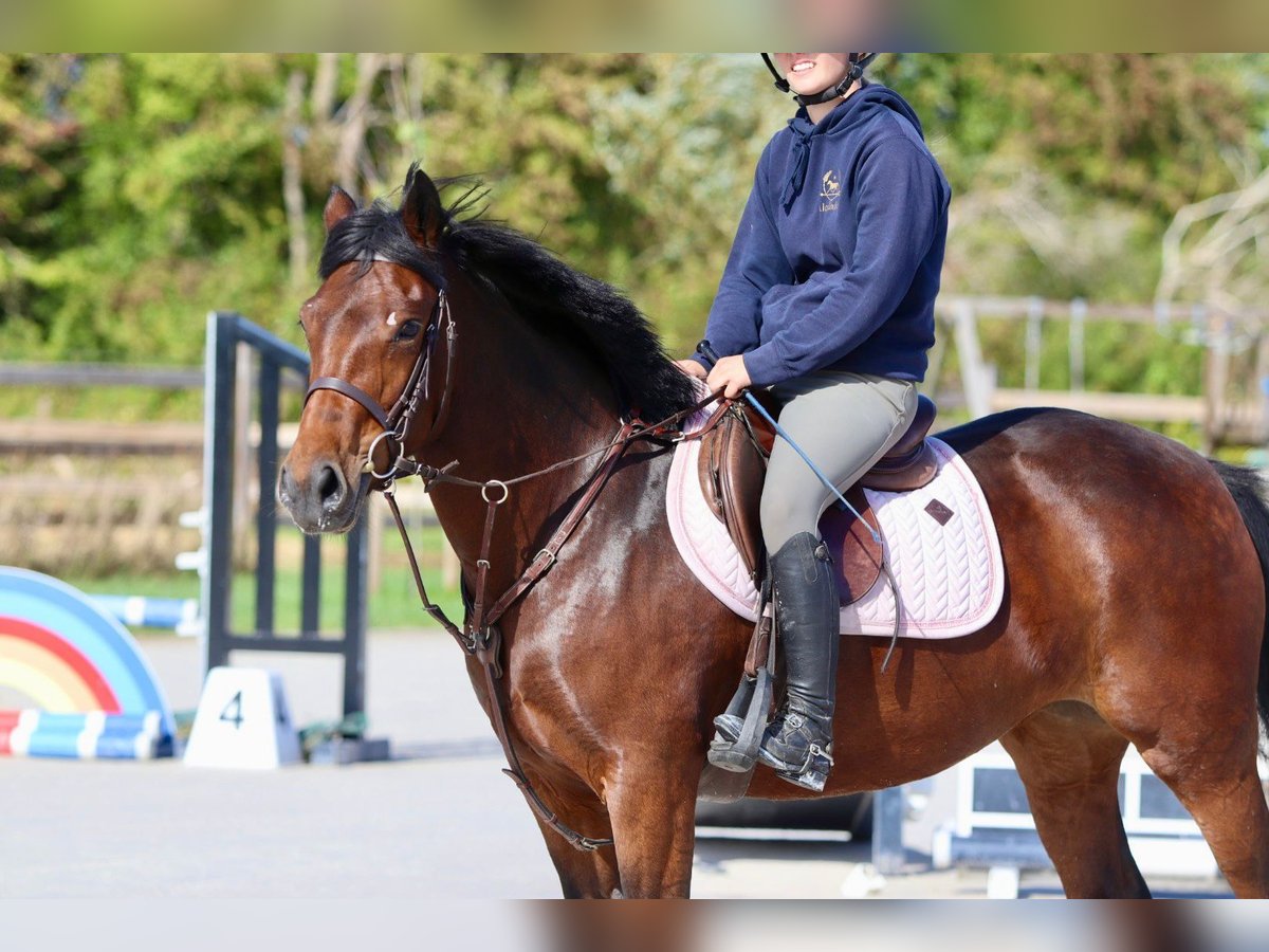 Connemara Mare 5 years 14,1 hh Brown in Bogaarden