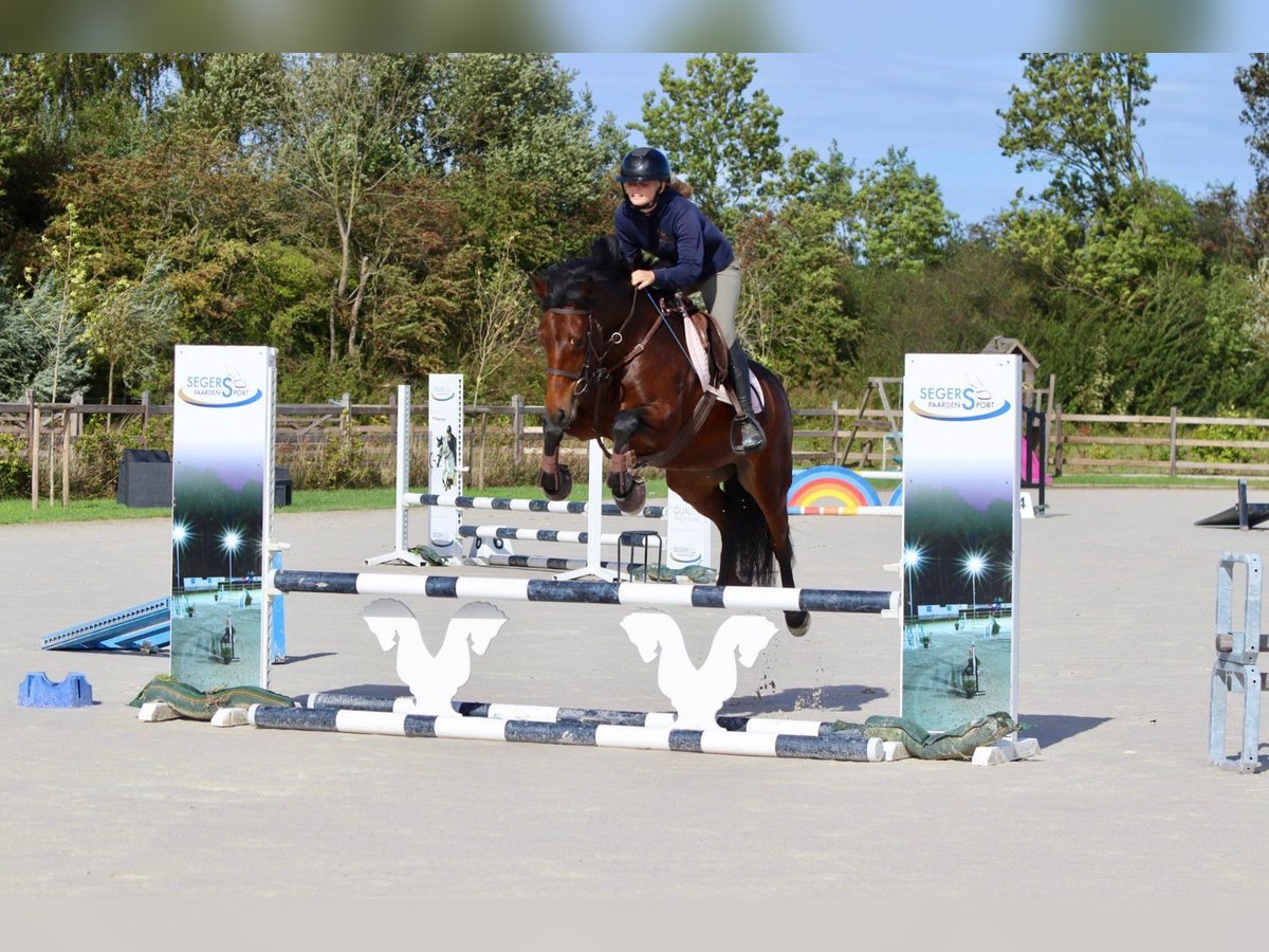 Connemara Mare 5 years 14,1 hh Brown in Bogaarden