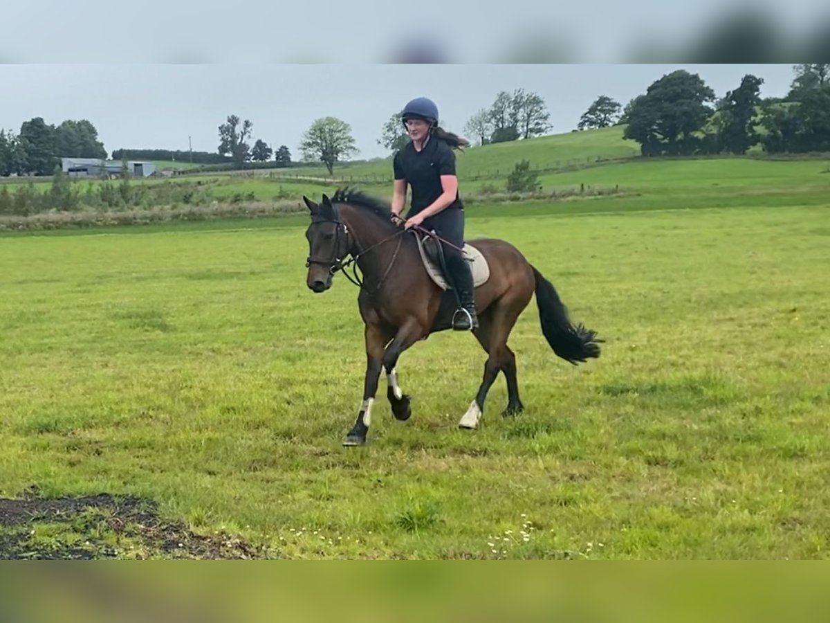 Connemara Mare 5 years 14,2 hh Bay in Sligo