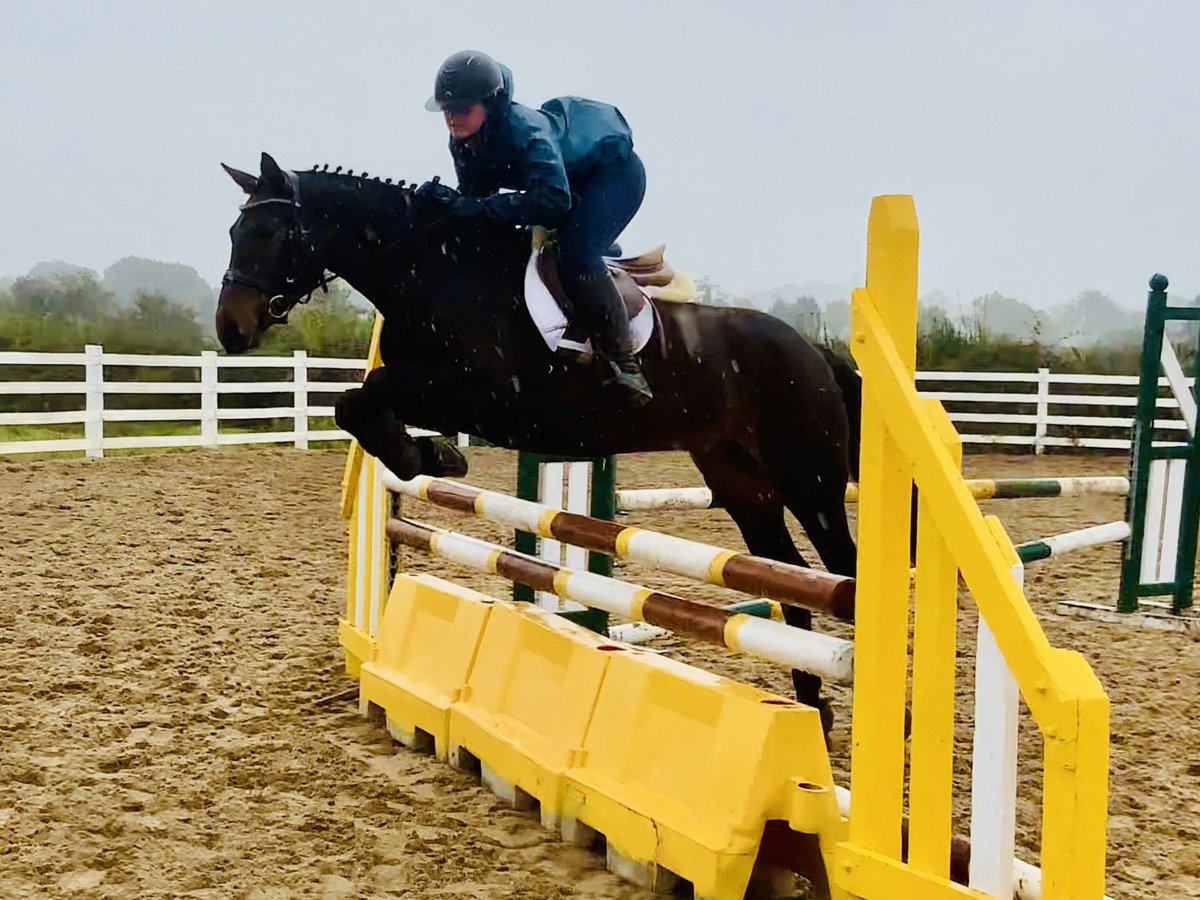 Connemara Mare 5 years 14,2 hh Brown in Mountrath