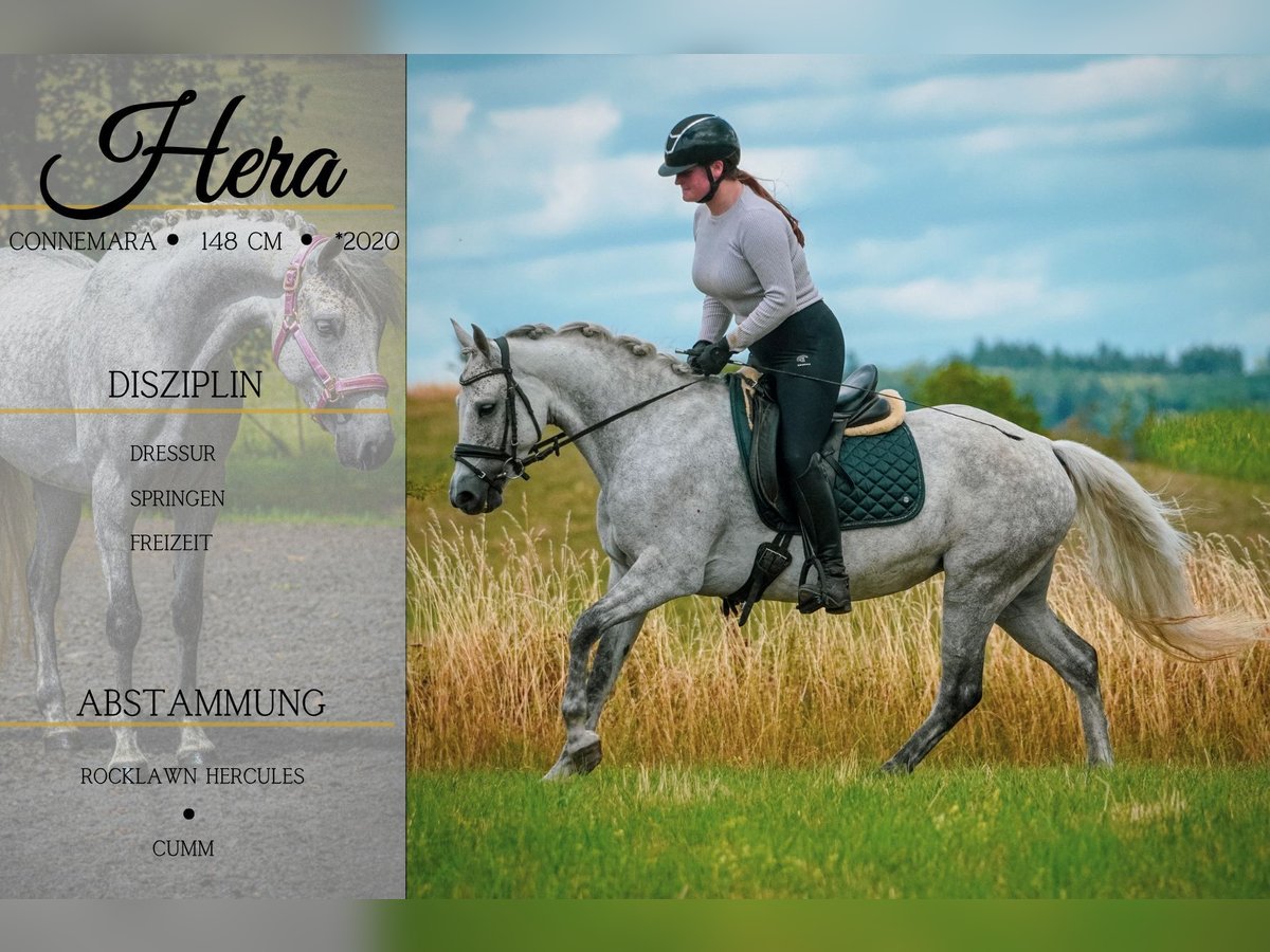 Connemara Mare 5 years 14,2 hh Grey-Dark-Tan in Nettersheim