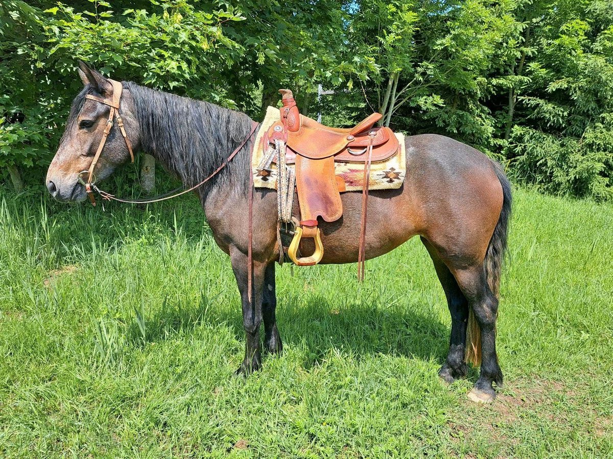 Connemara Mare 5 years 14,2 hh in Kasendorf