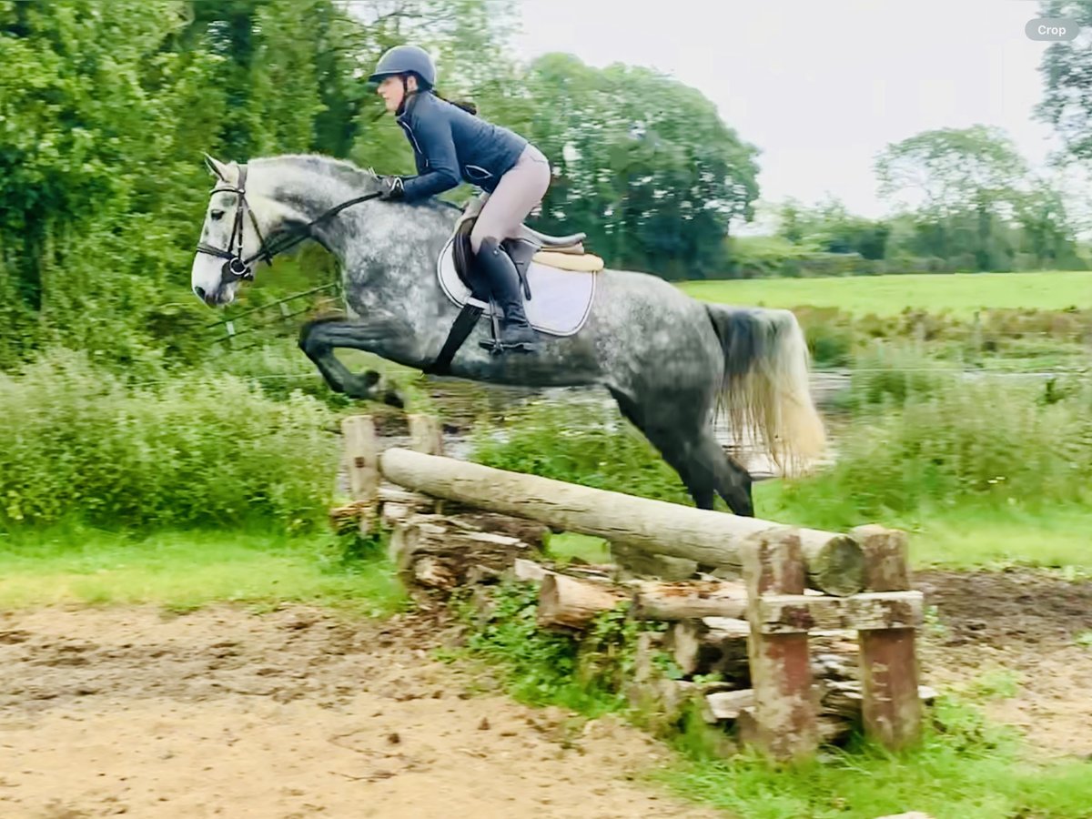 Connemara Mare 5 years 14,3 hh Gray-Dapple in Mountrath