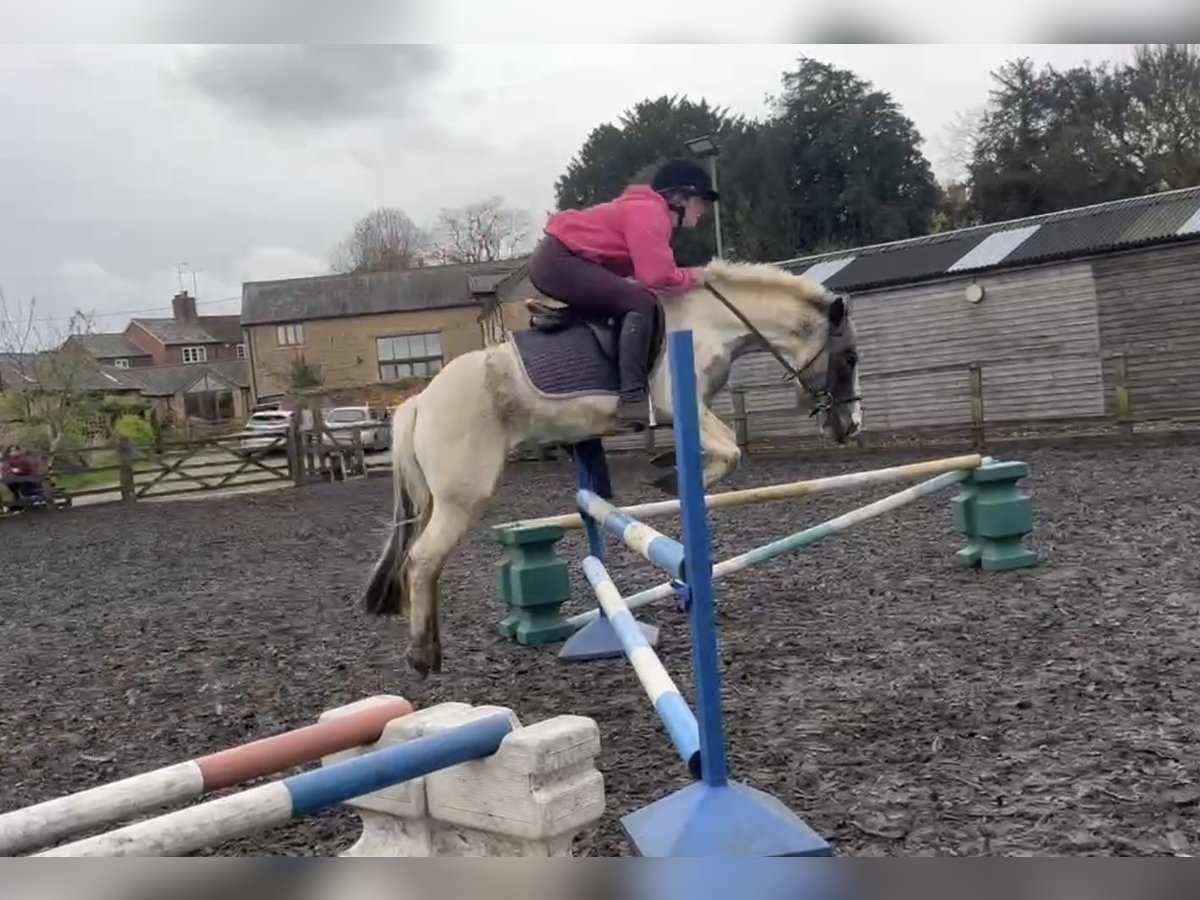 Connemara Mix Mare 6 years 13,2 hh Pinto in Olney