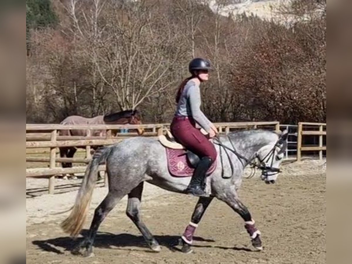 Connemara Mare 6 years 14,1 hh Gray-Blue-Tan in Gummern