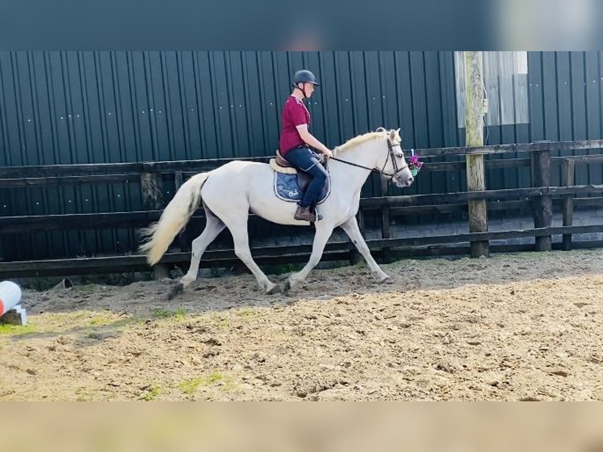 Connemara Mare 6 years 14,1 hh Gray in sligo