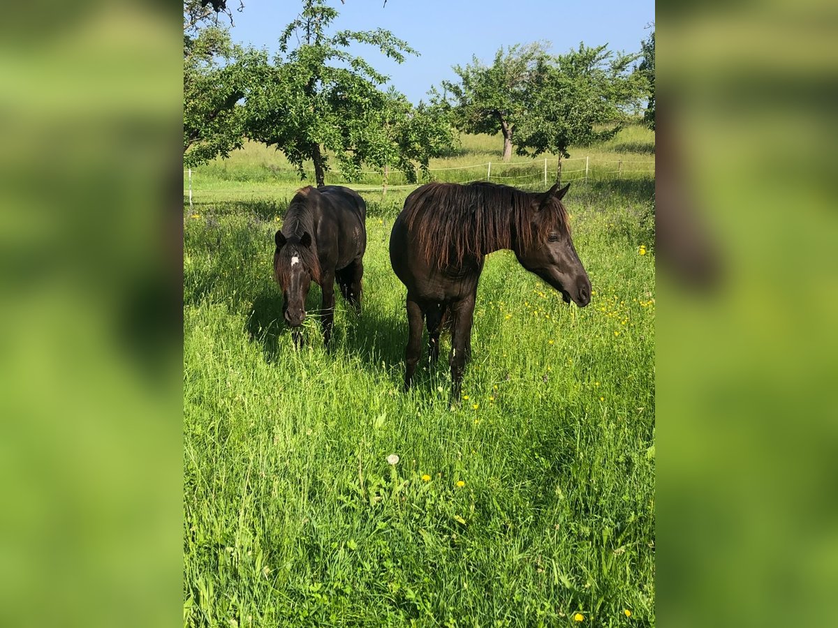 Connemara Mix Mare 6 years 14,2 hh Black in Rottenburg am Neckar