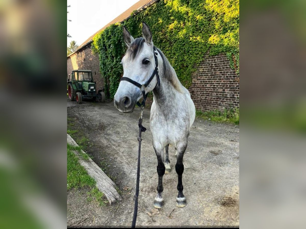 Connemara Mare 6 years 14,2 hh Gray in Meerbusch