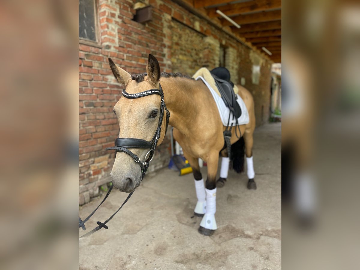 Connemara Mare 6 years 14 hh Dun in Trebbin