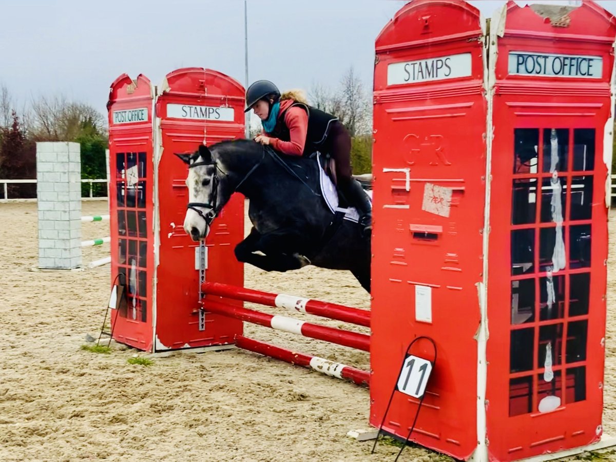 Connemara Mare 6 years 14 hh Gray in Mountrath