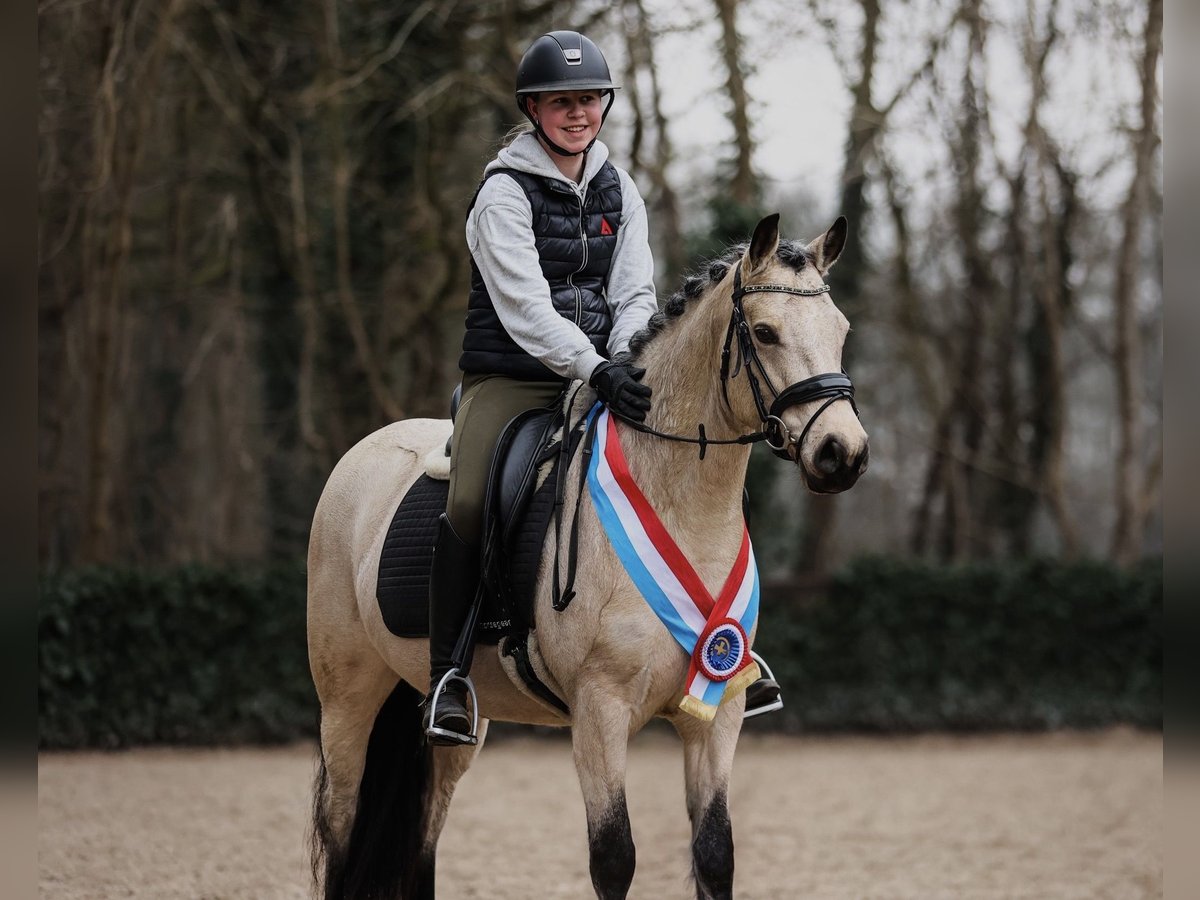 Connemara Mare 6 years 14,1 hh Buckskin in Bilthoven