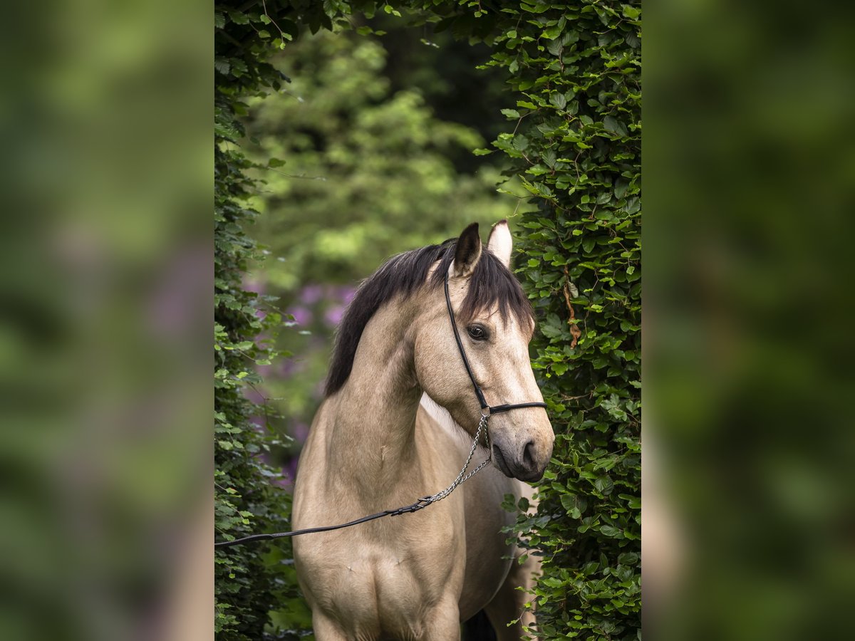 Connemara Mare 6 years 14,1 hh Buckskin in Edewecht