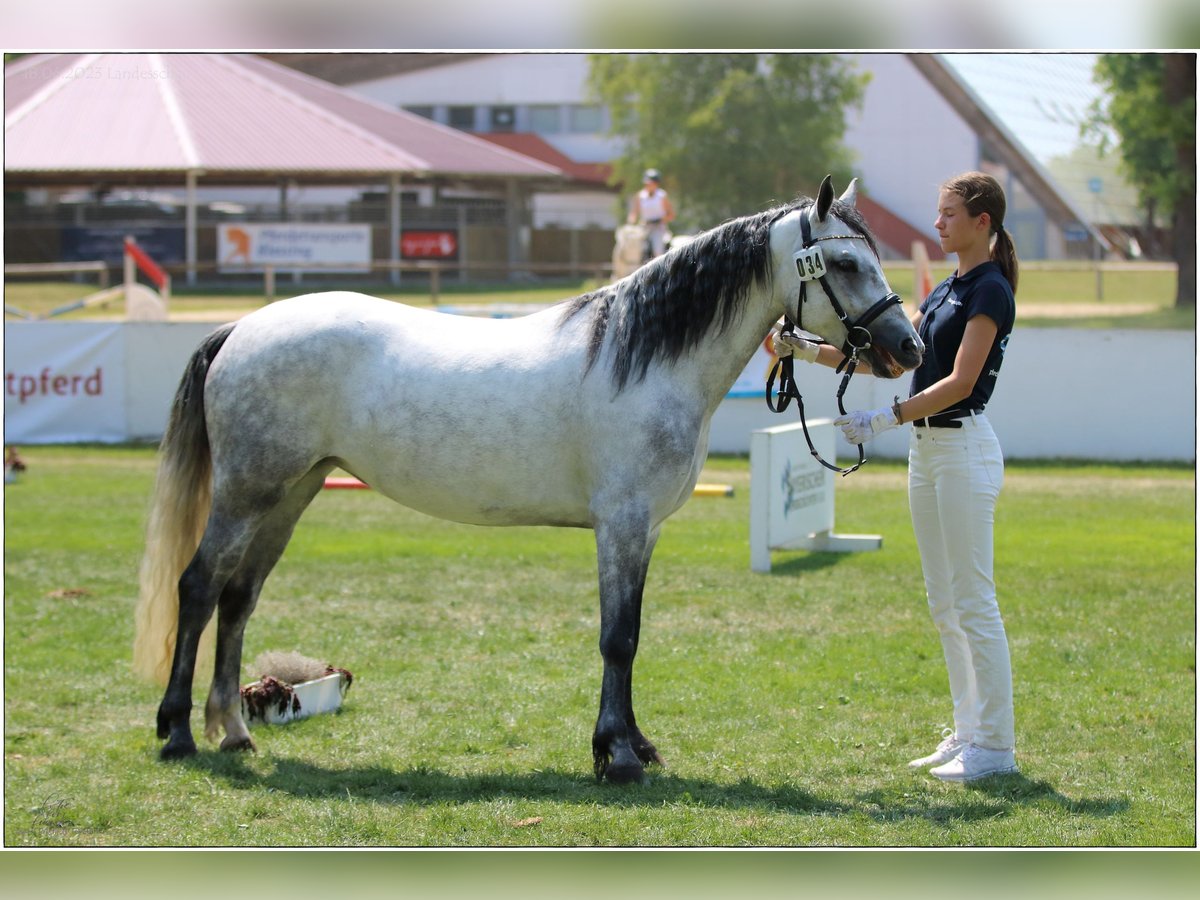 Connemara Mare 6 years 14,1 hh Grey-Dark-Tan in Lisberg