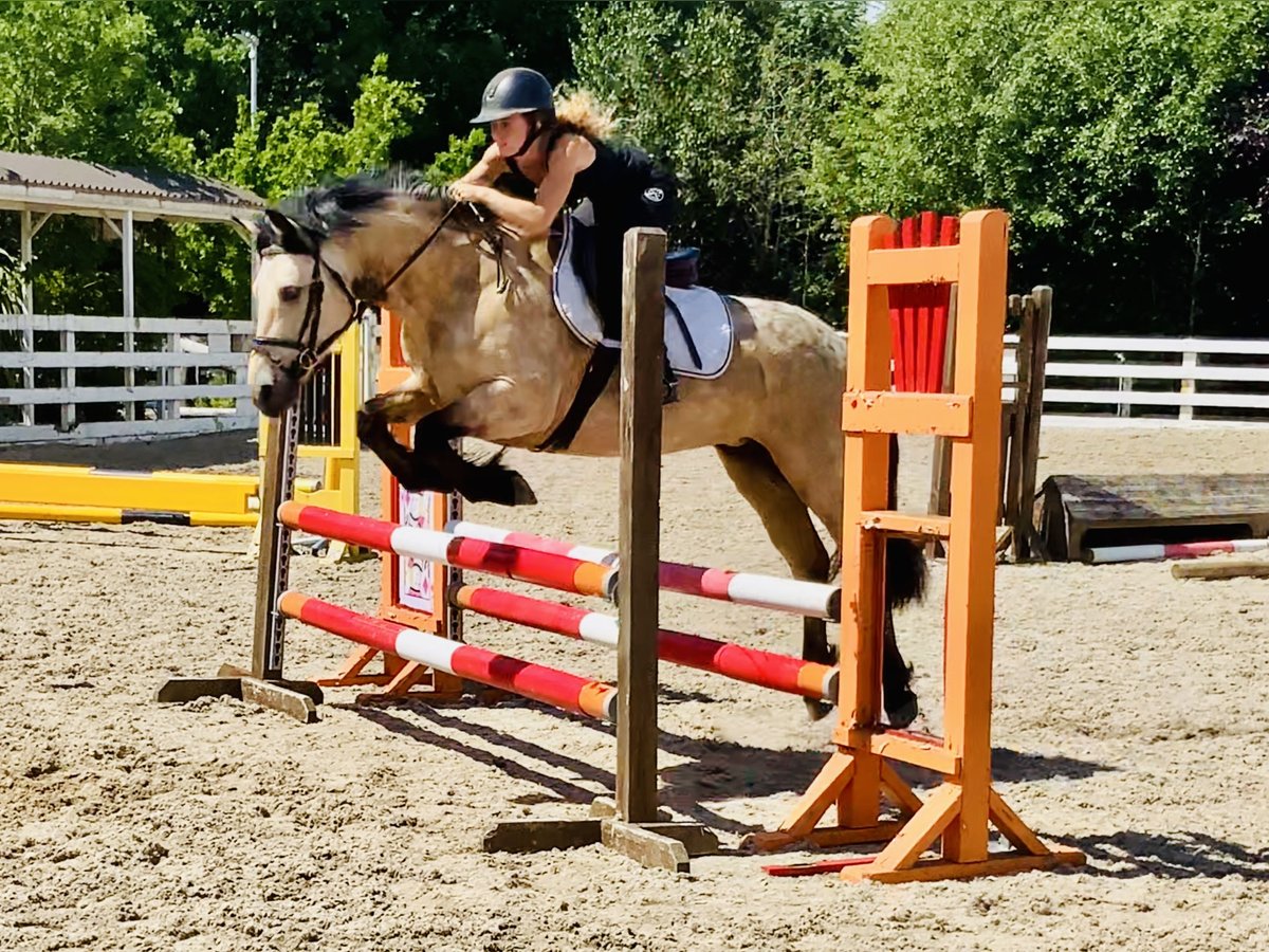 Connemara Mare 6 years 14,2 hh Dun in Mountrath