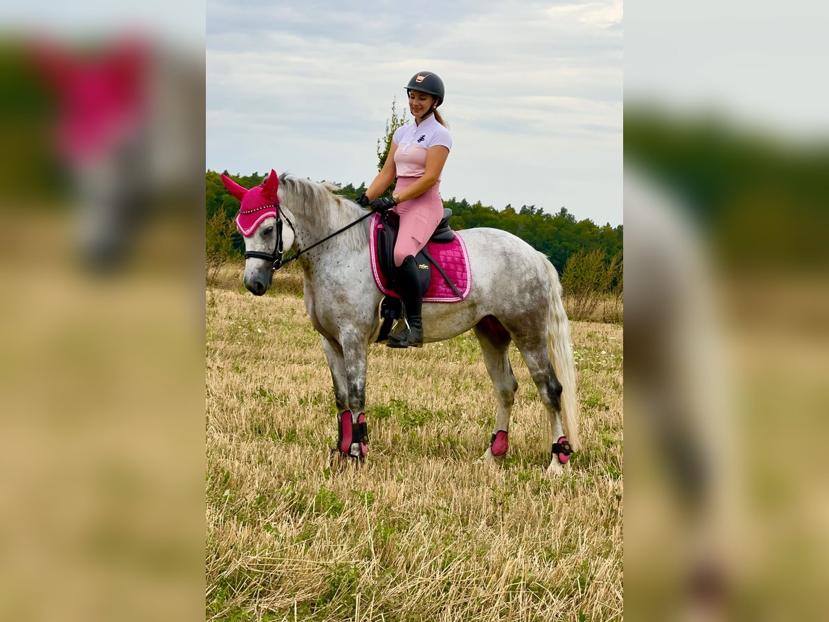 Connemara Mare 6 years 15 hh Gray-Blue-Tan in Lisberg