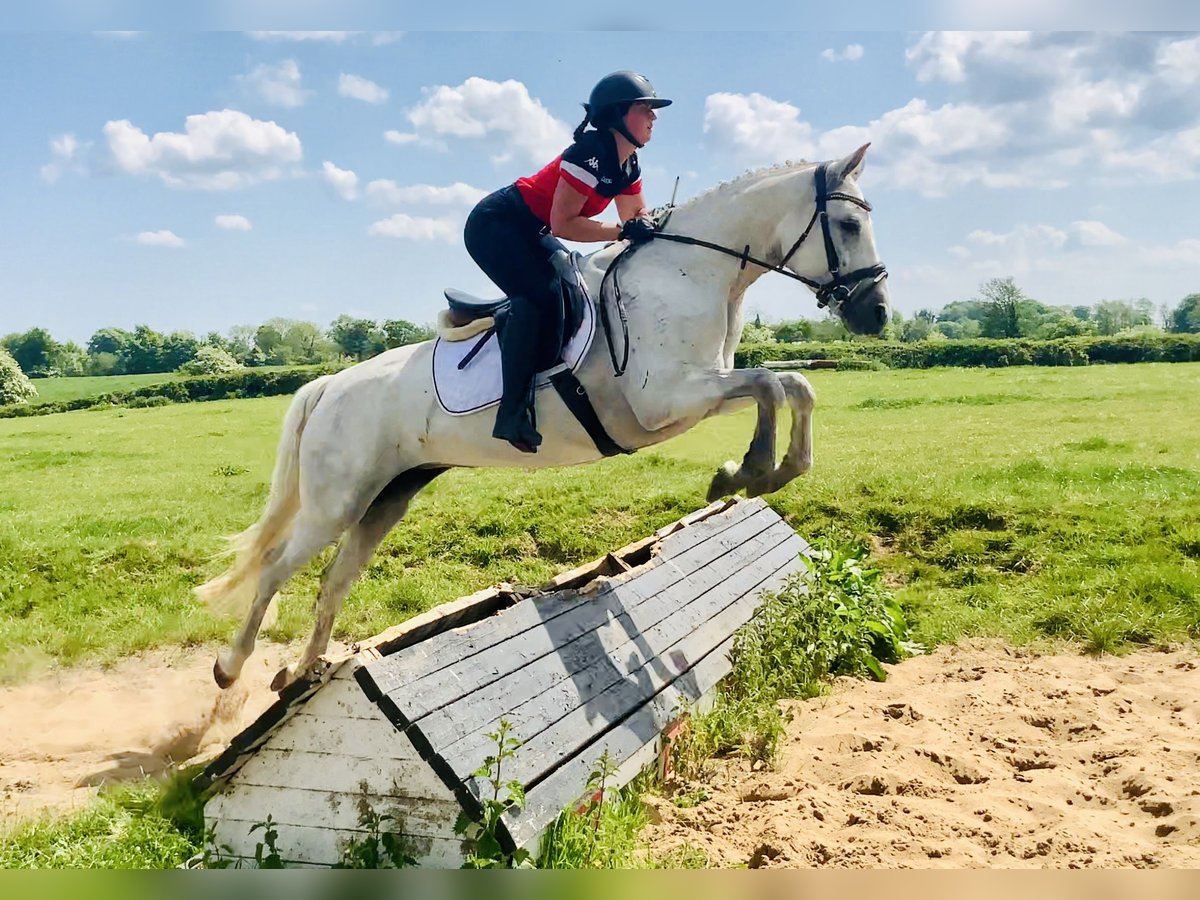 Connemara Mare 6 years 15,1 hh Gray in Mountrath
