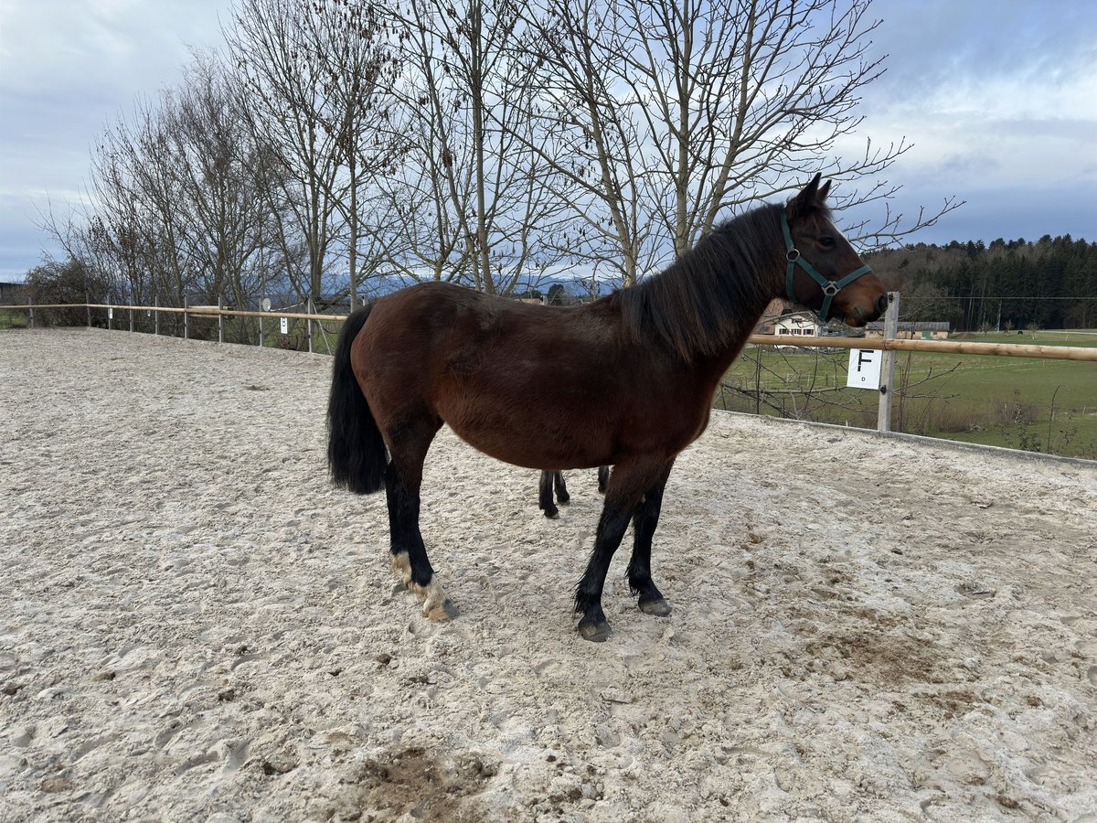 Connemara Mare 7 years 13,2 hh Brown in Bangerten